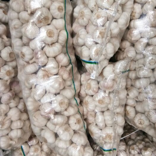 徐州金乡大蒜 邳州机器分级蒜