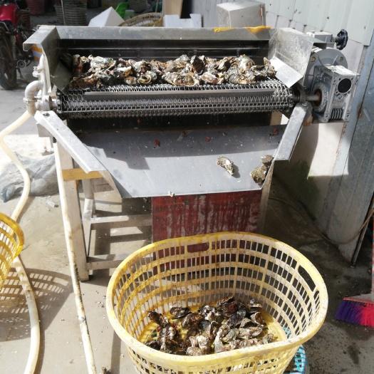 饶平县汫洲大蚝 暂时先试用
