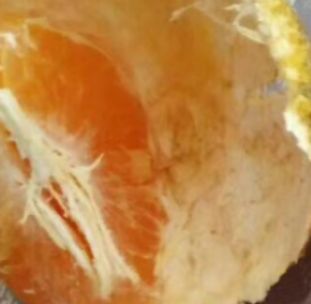 眉山明日见枝条 爱沙九月底十月初上市，比金秋上市早，同期上市比其它品种甜。