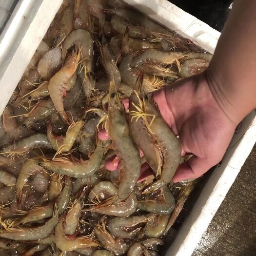 湛江深海海鲜 湛江天然大明虾、天然杂鱼、鱼虫、大明虾35有量有价、虫鱼8元