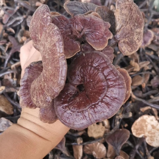 思茅云南灵芝