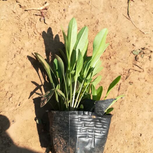 青州市金鸡菊苗 撒种多芽金鸡菊