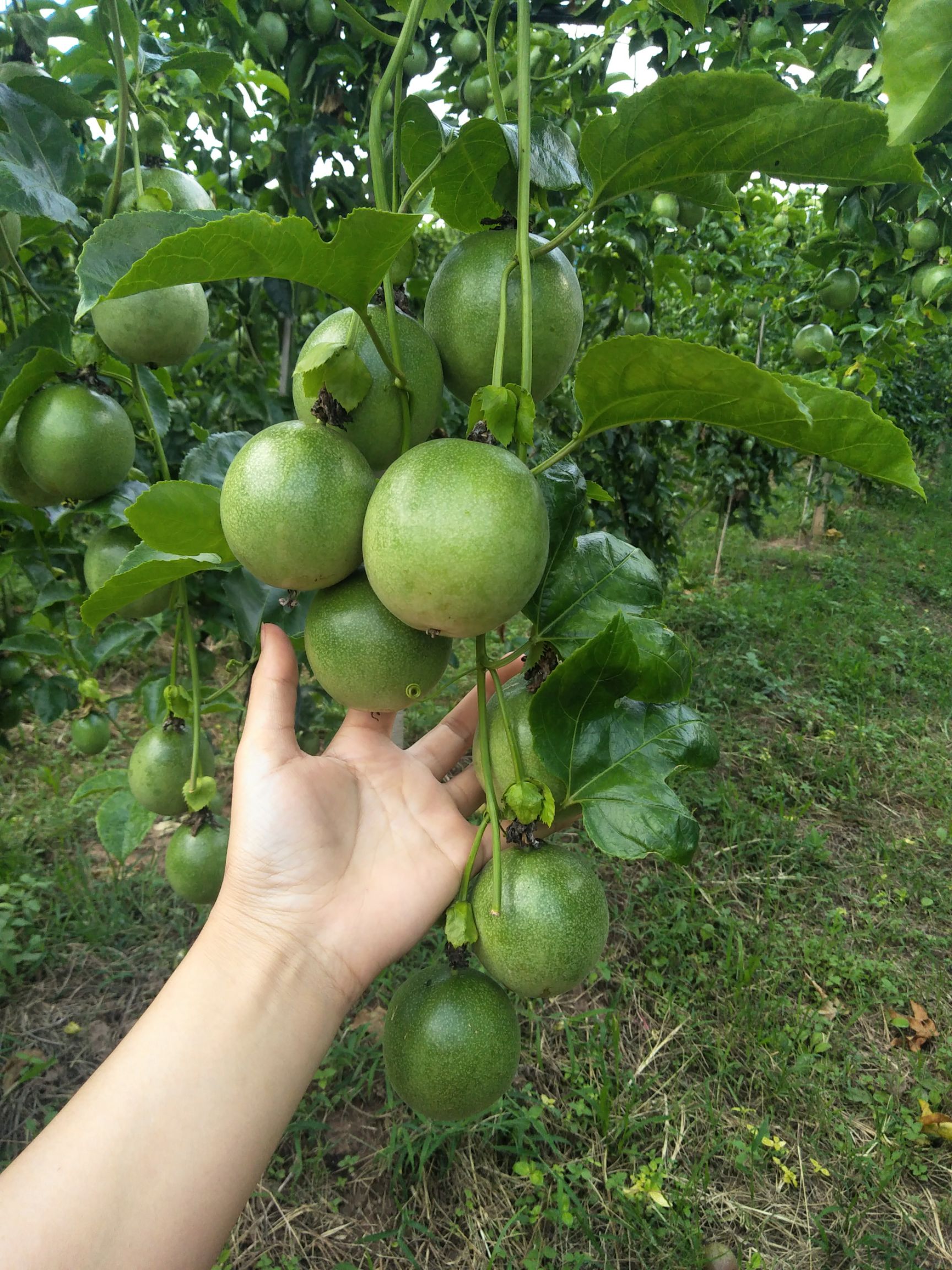 台农1号百香果苗