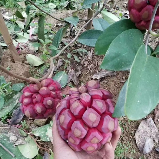 鄱阳县粉红黑老虎苗 布福娜3年挂果大苗【假一赔十】15年种植基地直供，可上门考察