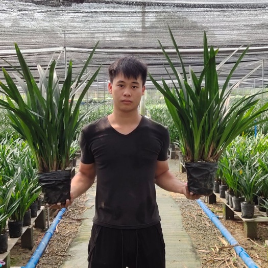 广州墨兰  靓，成活率，，高等级…根部发达