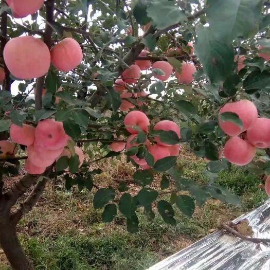莱阳市 帮忙推一下，重磅推自家烟台富士大苹果，一箱12个，净重5斤！