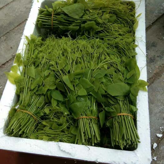 大新县 赤苍藤，别名姑娘菜，地方人叫龙须菜