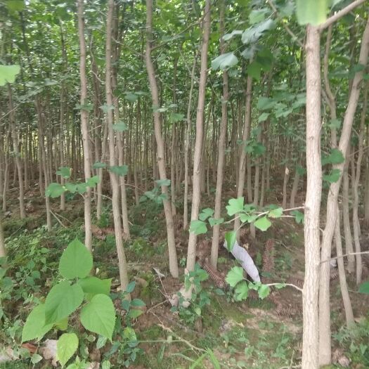 宁强县银杏实生苗 自己种的无中介价格好说给钱就卖