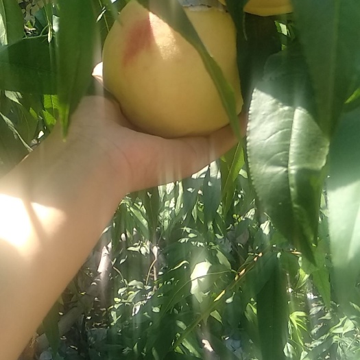 泊头市中华脆蜜桃 中秋节送礼