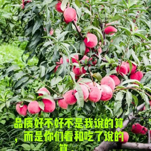  山地雪桃來自七彩云南楚雄永仁大山深處海拔2400米。
