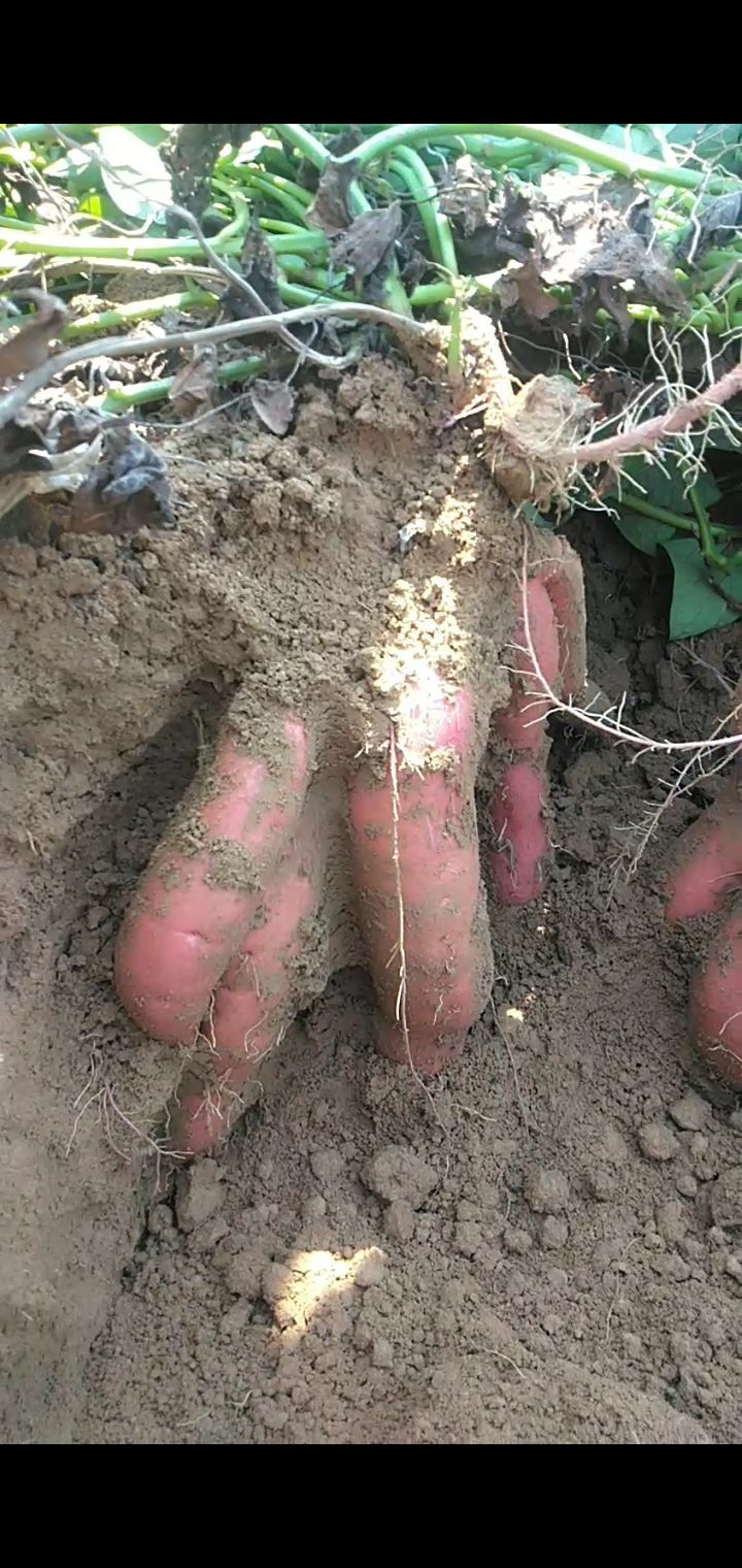  红薯，秦薯四号