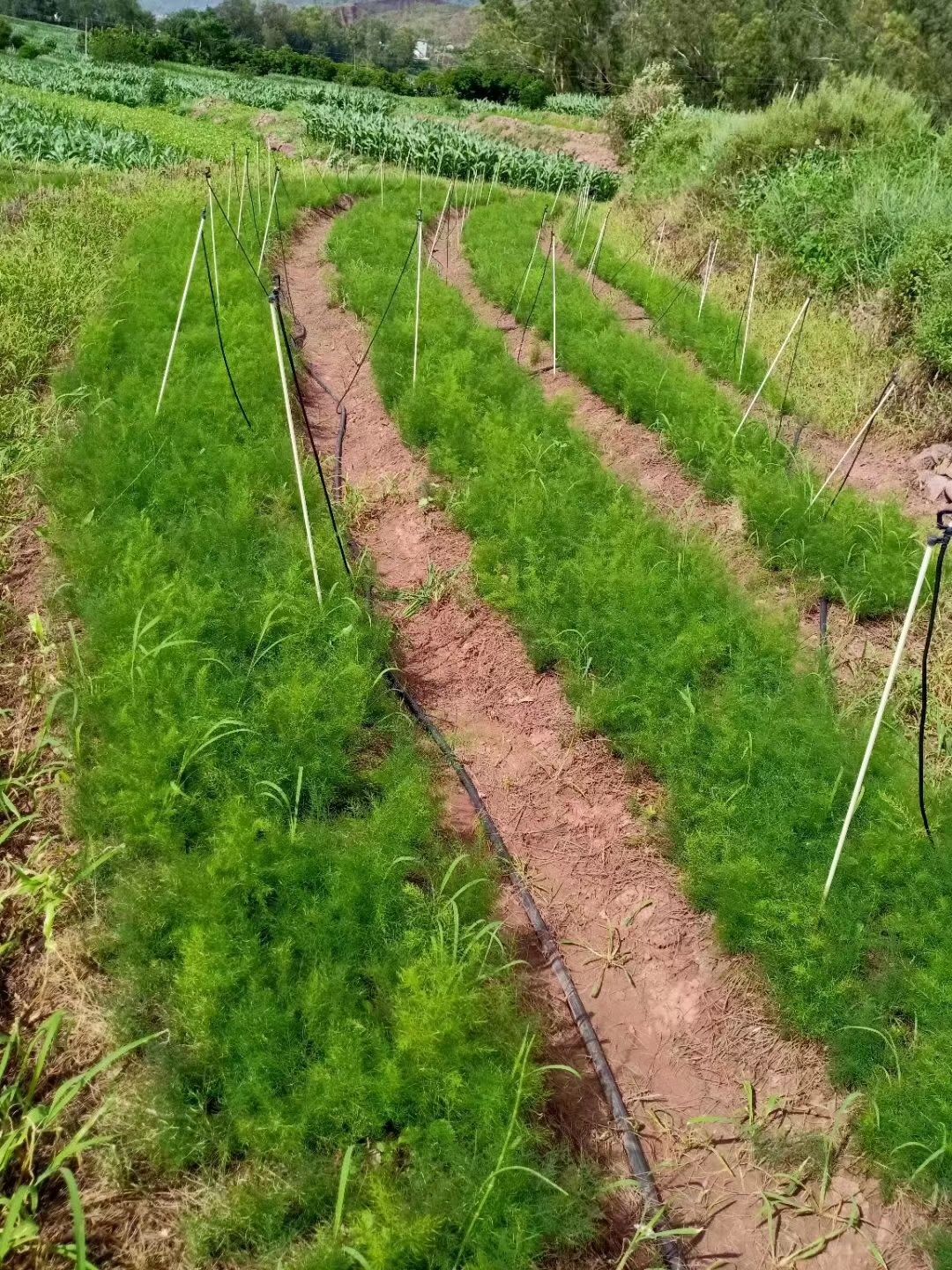  云南大天冬苗，品种纯正