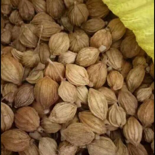 镇宁县香砂仁 壳砂统国产