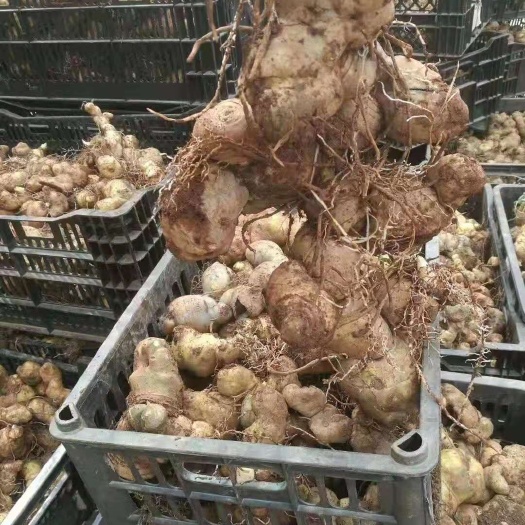 丽江 黄精块茎 姜型甜黄精 可做成品 可做种子 批发零售