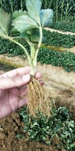 平度市章姬草莓苗 10~20公分 地栽苗
