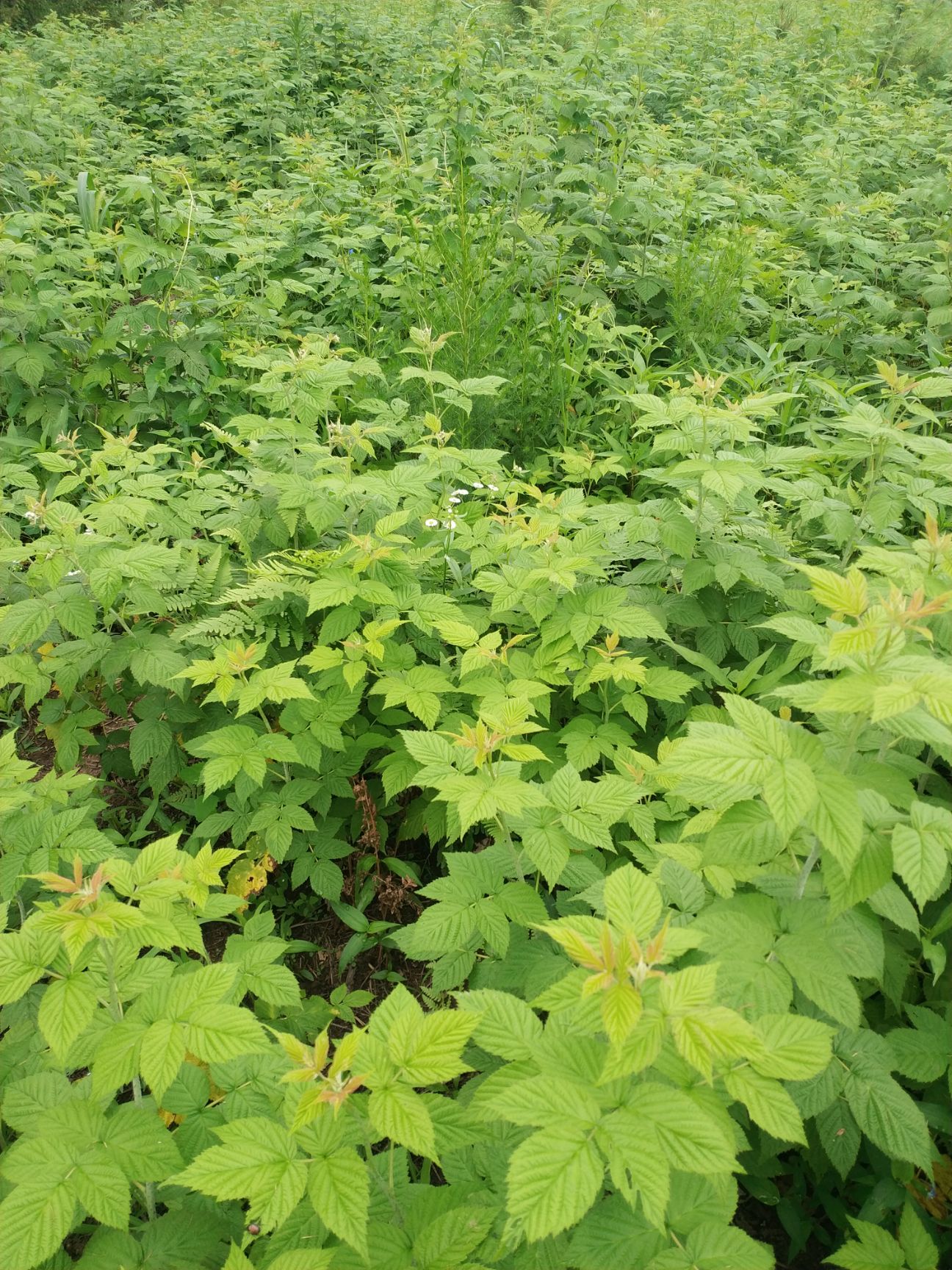 双季树莓苗  出售树莓苗。品种多。需要的联系。。。。