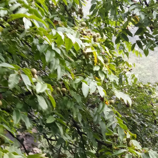 赫章县 贵州农家核桃