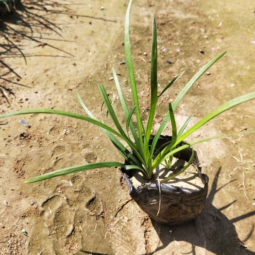 青州市麦冬草 细叶麦冬 宿根植物 产地直发