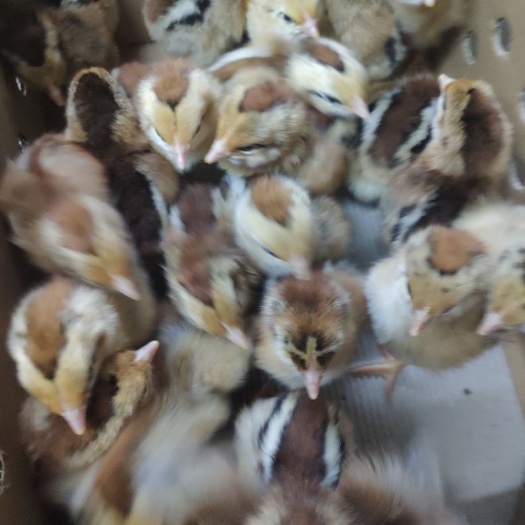 广州麻鸡苗 清远麻母