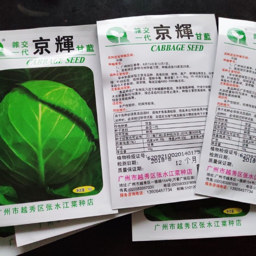 广州绿甘蓝种子 京辉甘蓝种子