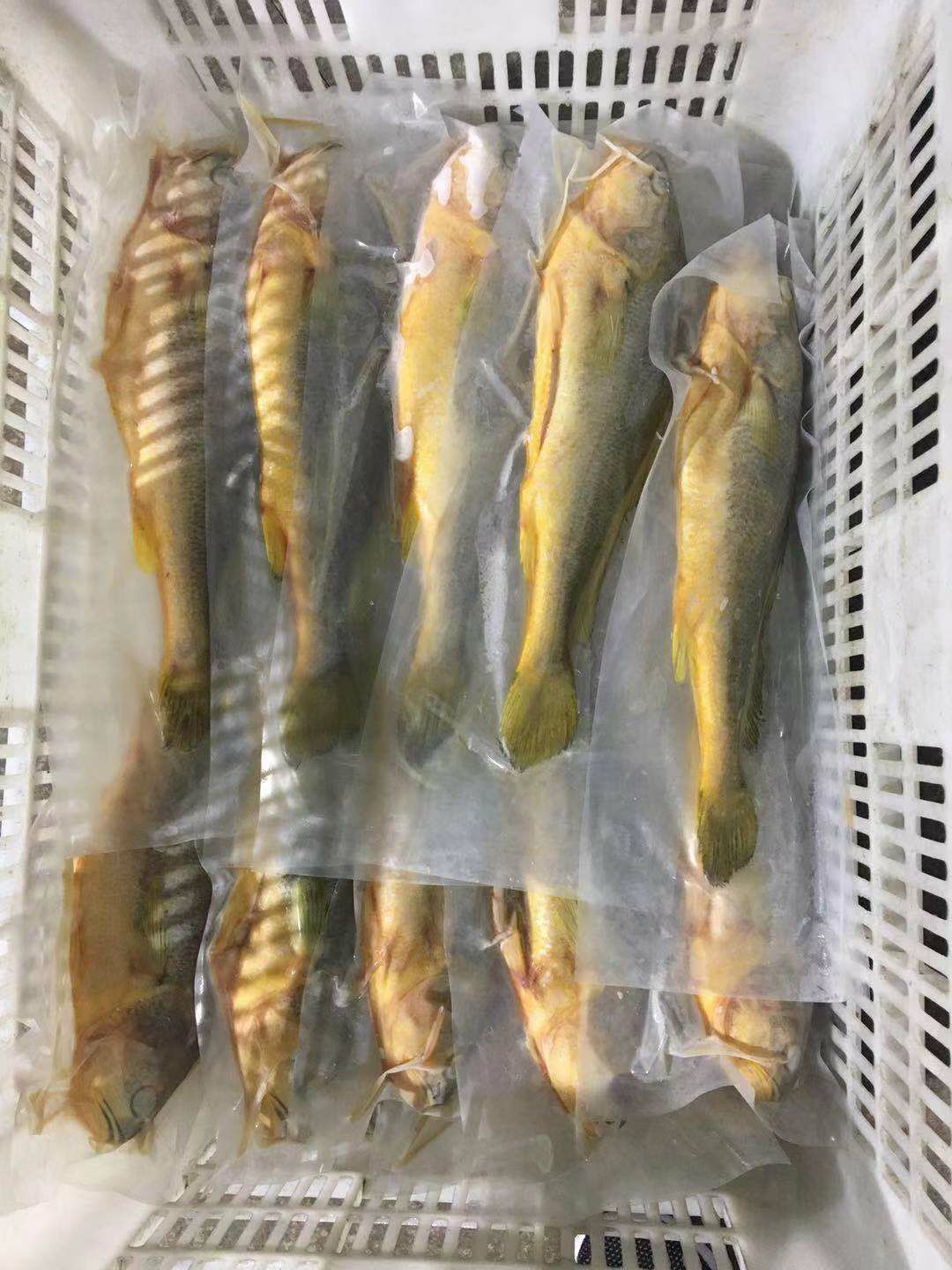  正宗宁德大黄鱼