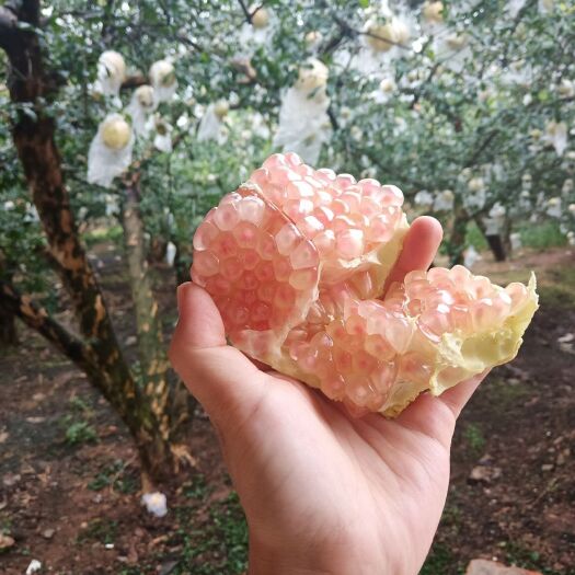 蒙自市优质精品薄皮绿籽石榴（六两果）