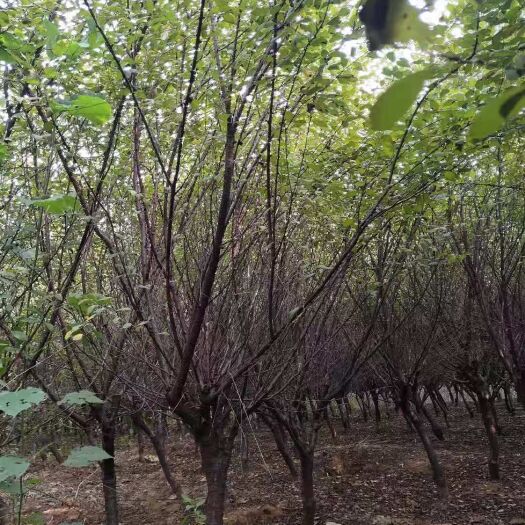 泰安 榆叶梅5－8cm