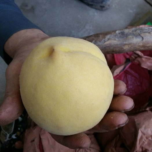 礼泉县 自家种植黄桃，4两起步，全发大果