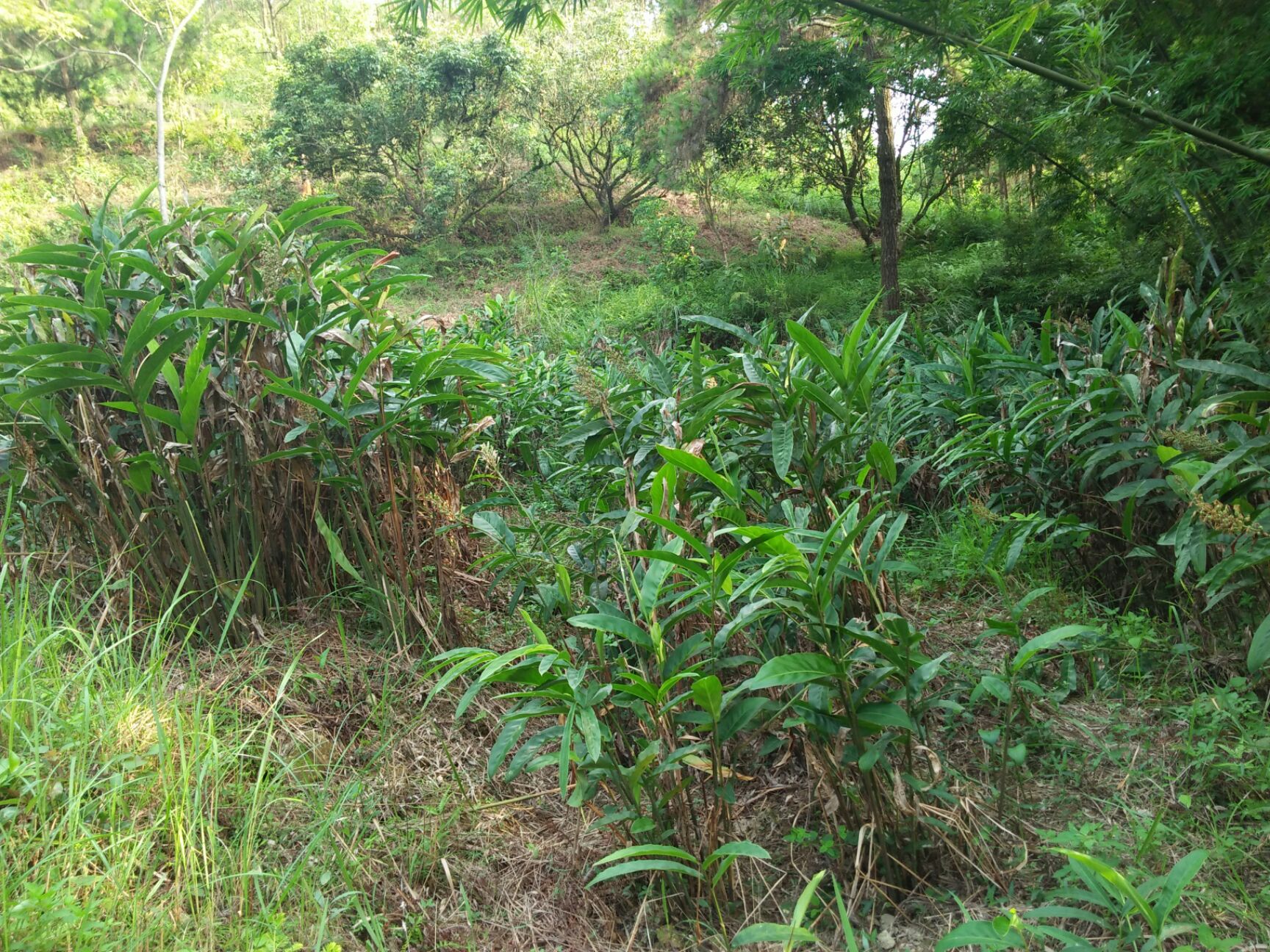 山姜 野山姜  南姜现挖现发