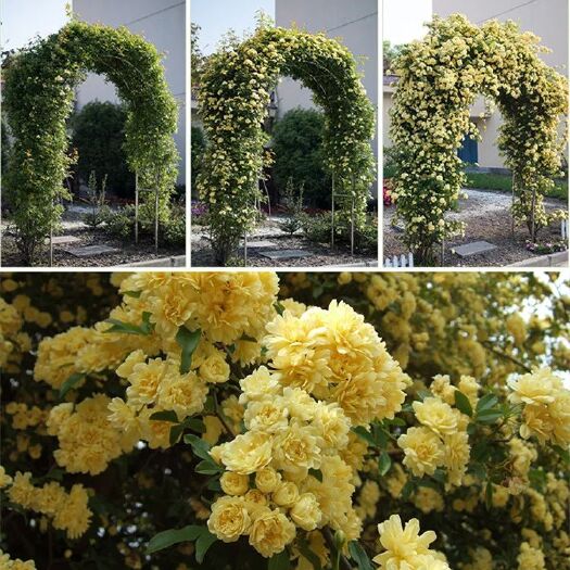 沭阳县 攀援植物七里香 阳台藤本黄白木香花苗 浓香蔷薇阳台花卉盆栽