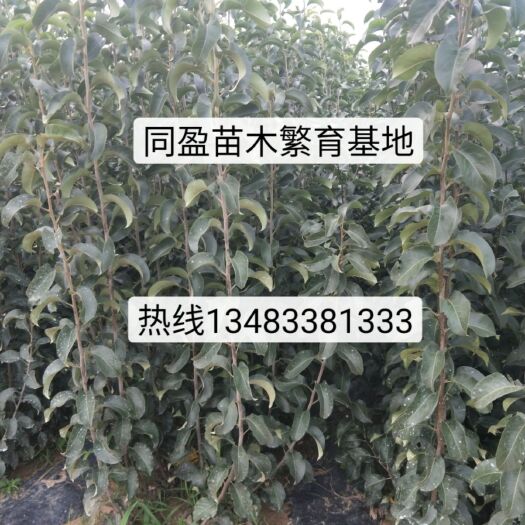 昌黎县梨树苗