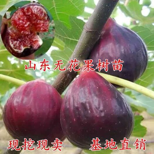 平邑县 无花果树苗盆景苗盆栽地栽南北方种植当年结果本店售出无花果
