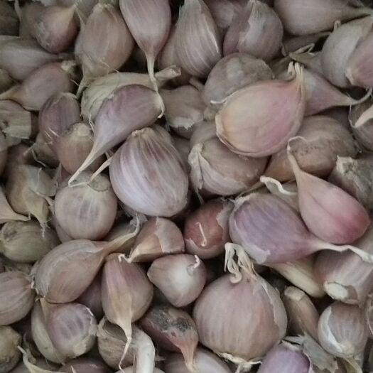 彭州市青蒜蒜苗 40cm以下