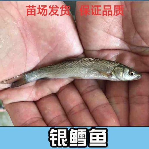 重庆市淡水银鳕鱼 养殖新秀 淡水 银鳕鱼