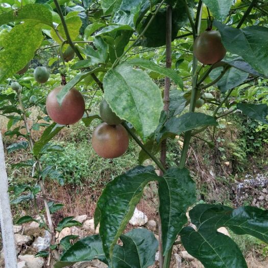 双牌县紫红色百香果 湖南永州果，每天现摘，发货
