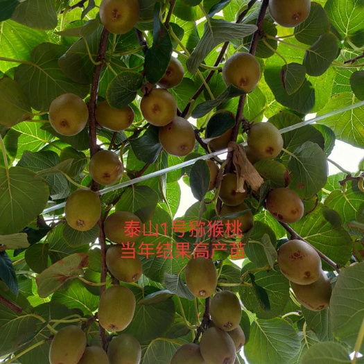 平邑县 猕猴桃嫁接苗软枣猕猴桃苗盆栽地栽南北方种植当年结果