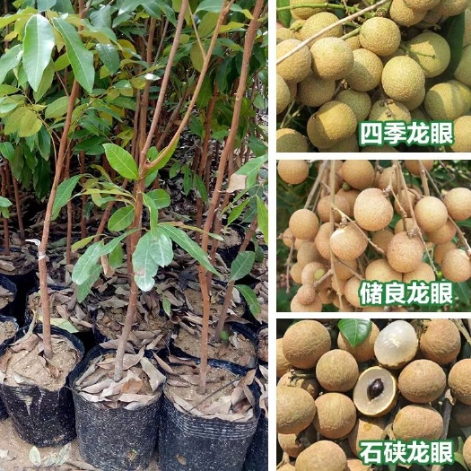 灵山县 龙眼树苗石硖龙眼储良龙眼苗嫁接苗双季龙眼当年结果带泥带叶