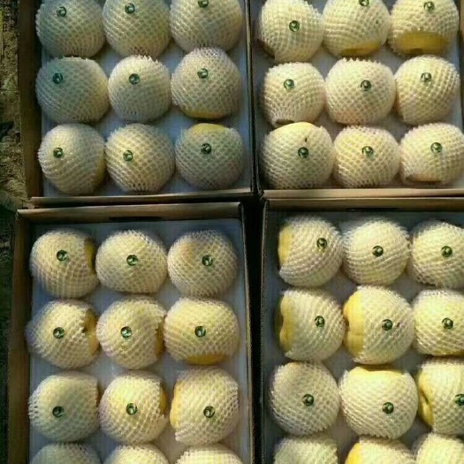 方城县黄金梨脆 甜脆无渣，优惠价，量大可优惠