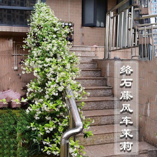 沭阳县风车茉莉爬藤植物银丝茉莉花盆栽络石藤花植物树苗四季常绿庭