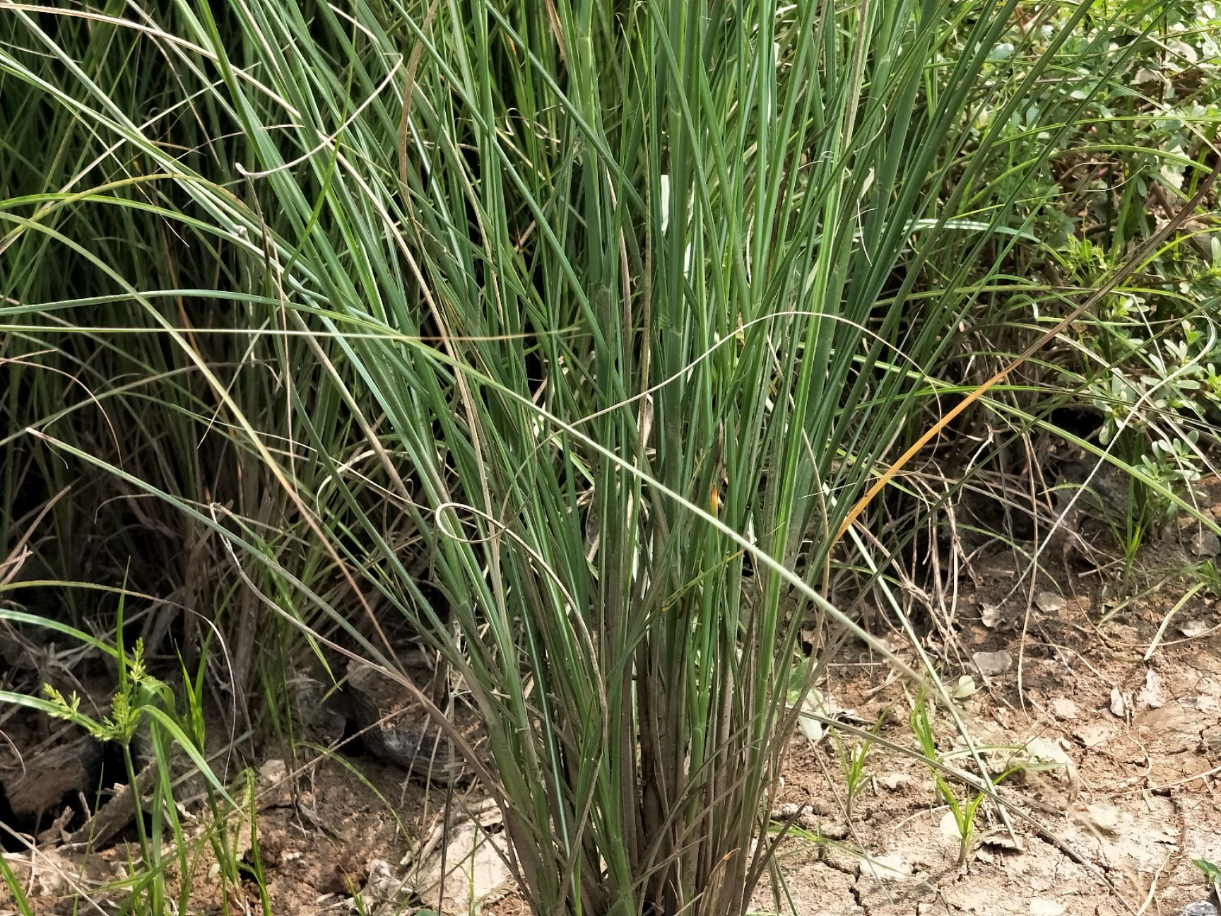 水生细叶芒  细叶芒 多年生 量大可优惠 基地直发
