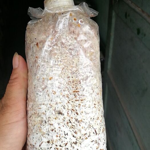 汉中大球盖菇菌种 大球盖菇栽培种