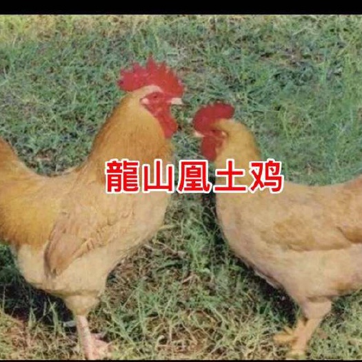 广州土鸡苗 诚信经营 品质保证