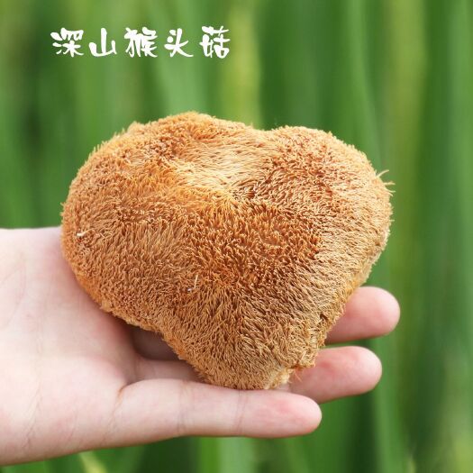 古田县干猴头菇  【干猴头】福建古田猴头菇，天然无硫磺漂白，