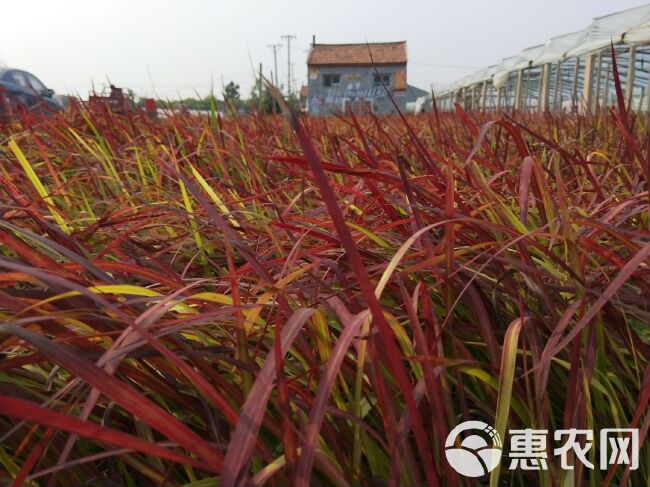 血草 死苗补发 多年生 宿根植物 观叶植物