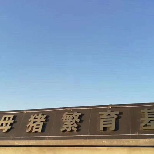 灌云县太湖二代白母猪