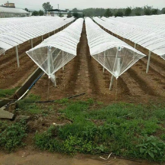 兴安县农技人员  专业搭建百香果，猕猴桃八月瓜，葡萄避雨棚
