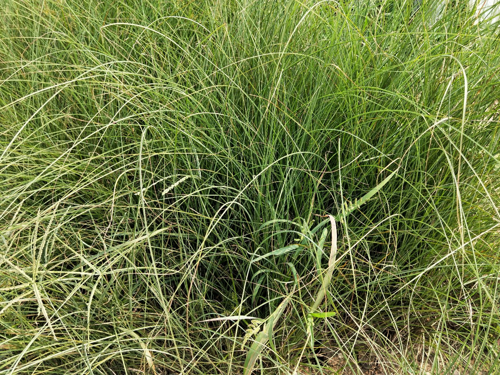 水生细叶芒  细叶芒 多年生 量大可优惠 基地直发