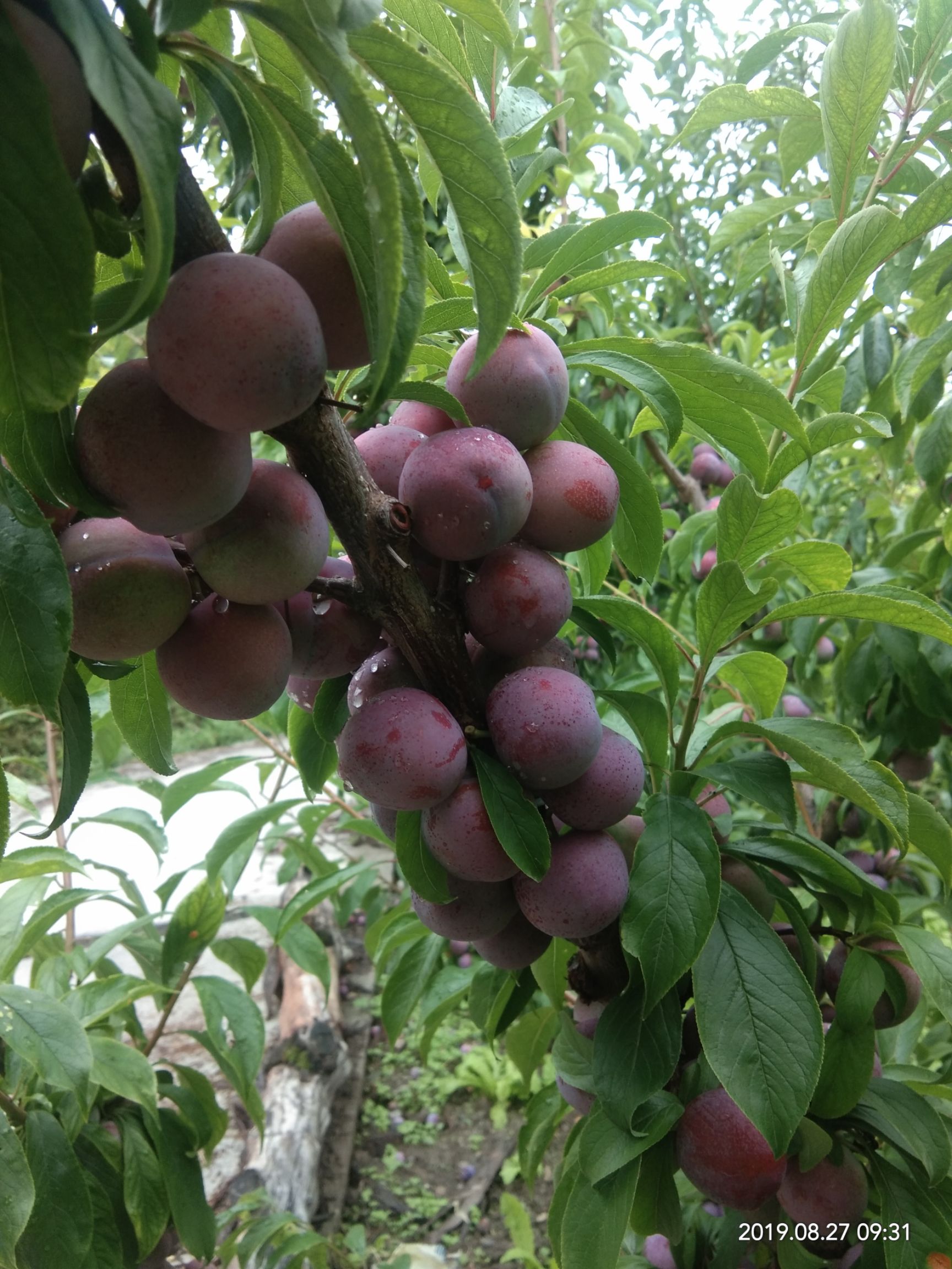 青红脆李 15 - 20mm