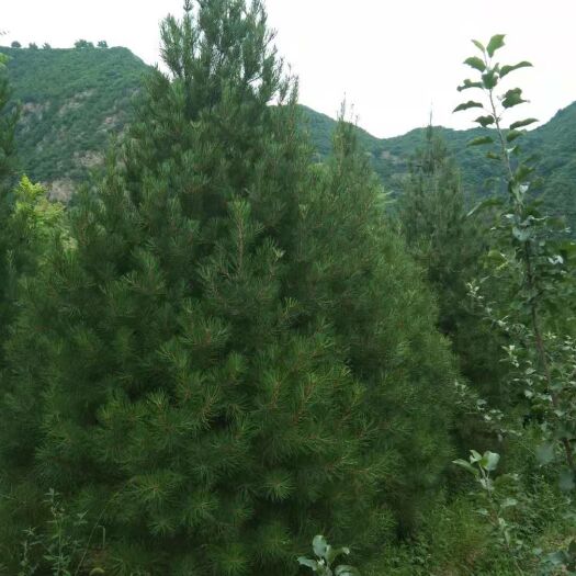 蓝田县 陕西白皮松1到5米现货