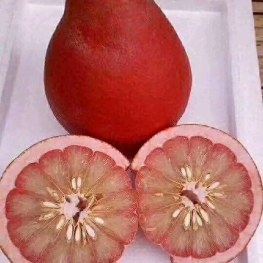龙州县红肉蜜柚苗  泰国红皮红心柚苗